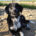 Biscuit Zorro Dogsavior Jan25 Beitragsbild