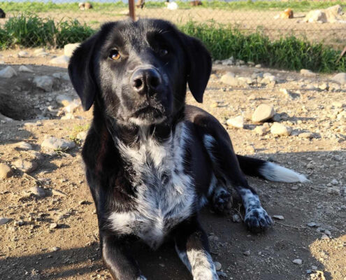 Biscuit Zorro Dogsavior Jan25 Beitragsbild