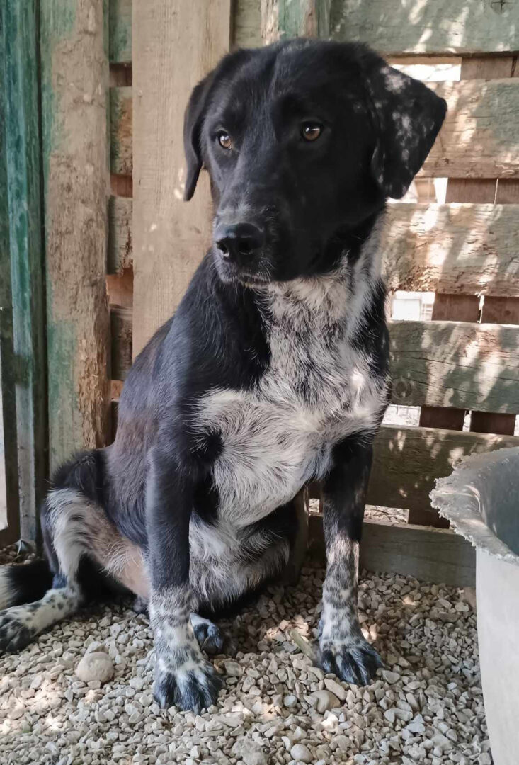 Biscuit Zorro Dogsavior Mai25 1