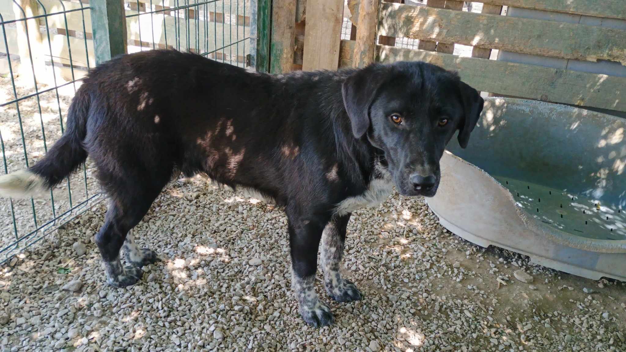 Biscuit Zorro Dogsavior Mai25 2