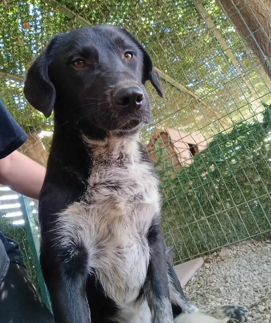Biscuit Zorro Dogsavior Mai25 5