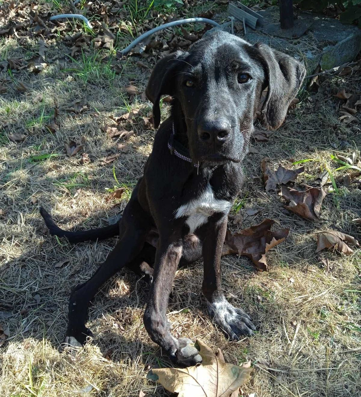 Blacky Zorro Dogsavior Dez24 1