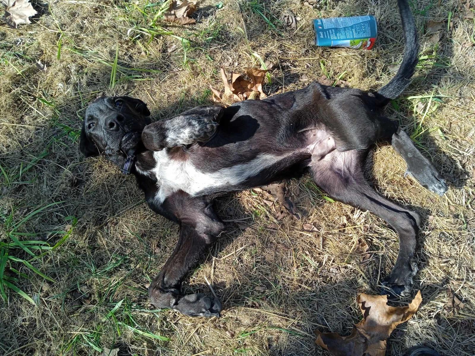 Blacky Zorro Dogsavior Dez24 2