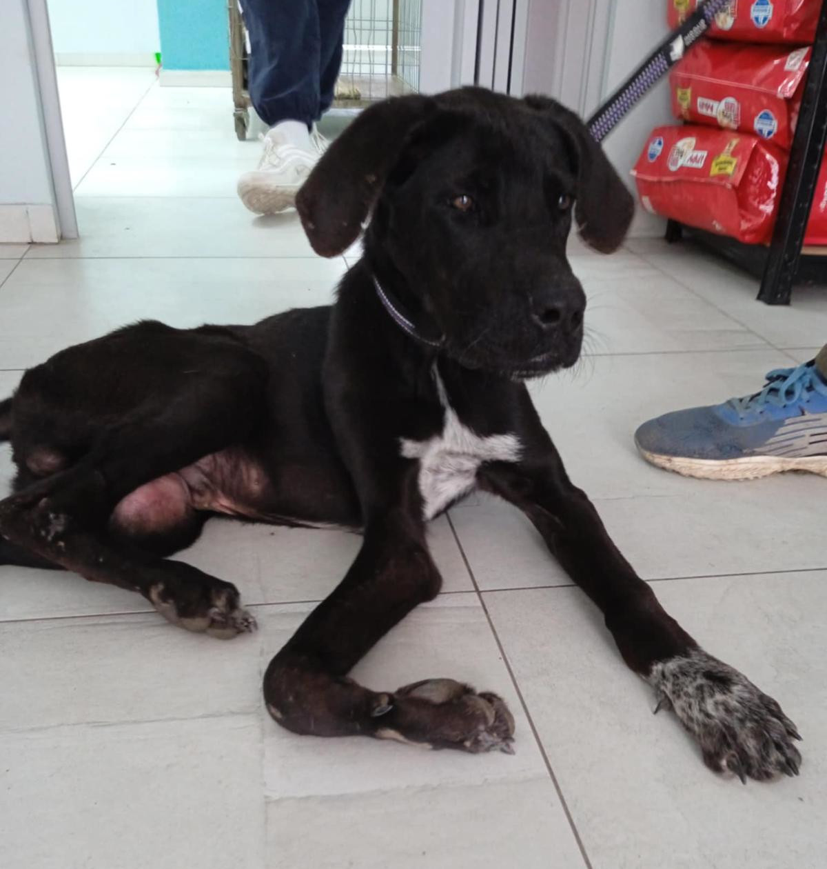 Blacky Zorro Dogsavior Dez24 4