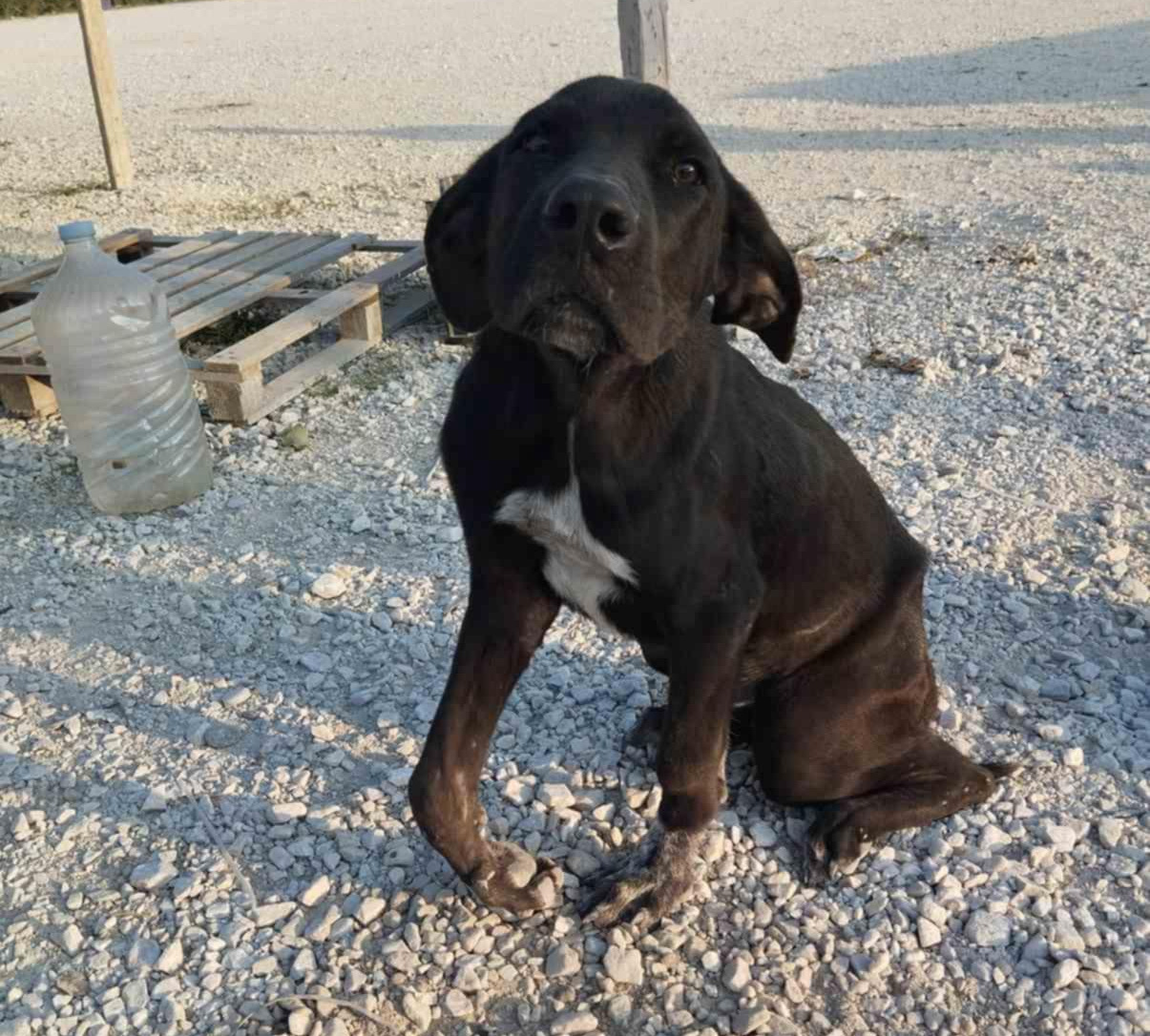 Blacky Zorro Dogsavior Dez24 6