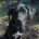 Blacky Zorro Dogsavior Dez24 Beitragsbild