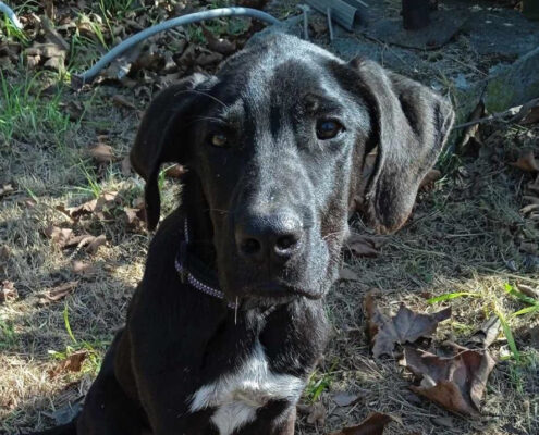 Blacky Zorro Dogsavior Dez24 Beitragsbild