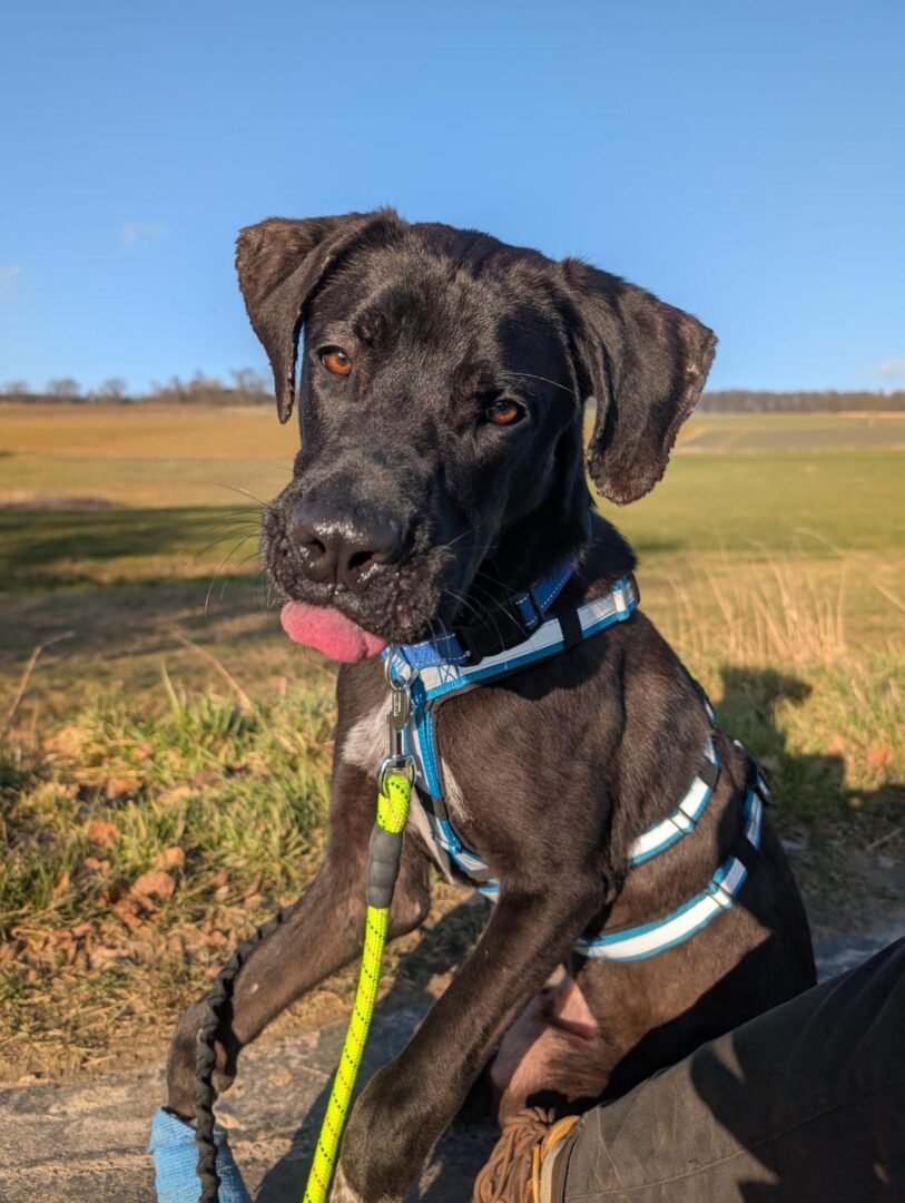 Blacky Zorro Dogsavior Mai25 1