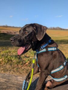 Blacky Zorro Dogsavior Mai25 2