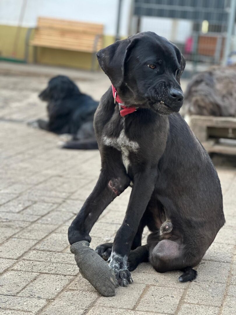 Blacky Zorro Dogsavior Mai25 3