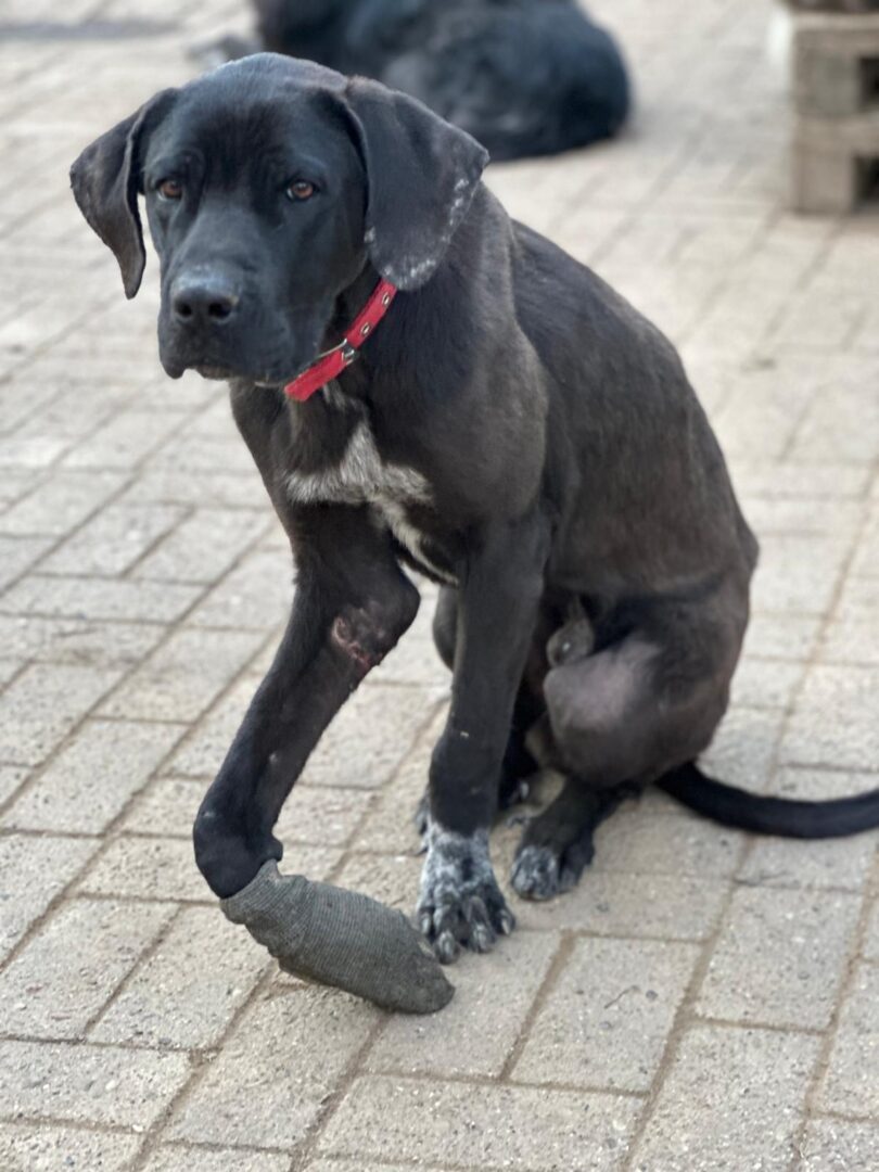 Blacky Zorro Dogsavior Mai25 5