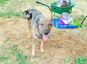 BrownieOne Zorro Dogsavior Aug25 2