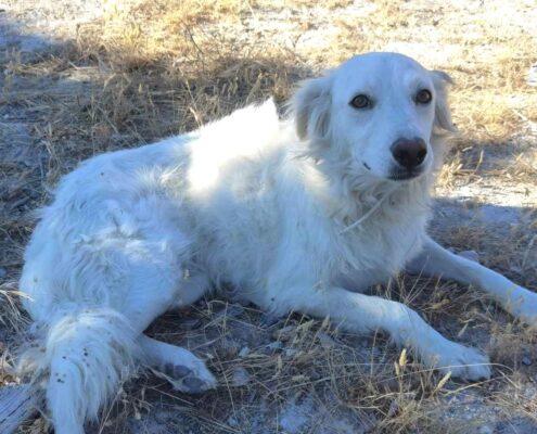 Cinta Zorro Dogsavior Jan25 Beitragsbild