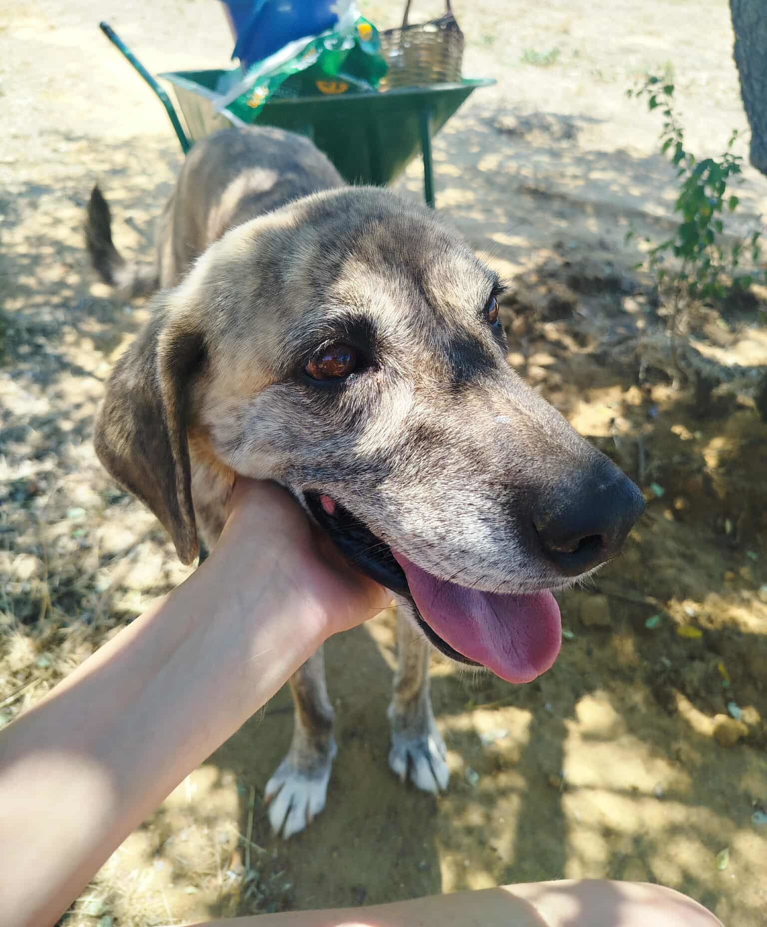 Dolly One Zorro Dogsavior Aug25 1