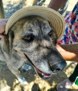 Dolly One Zorro Dogsavior Aug25 2