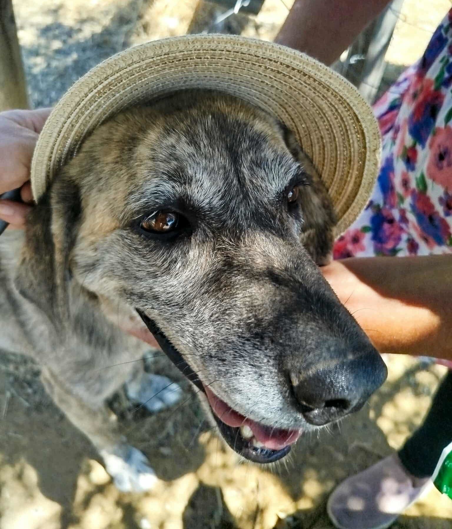 Dolly One Zorro Dogsavior Aug25 2