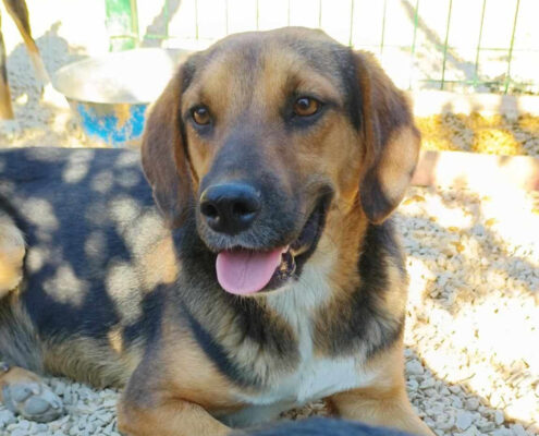 Fedon Zorro Dogsavior Jan25 Beitragsbild