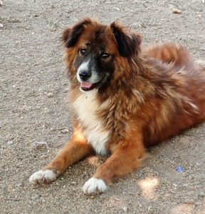 Foxy Zorro Dogsavior Okt25 1