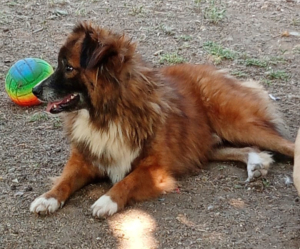 Foxy Zorro Dogsavior Okt25 2