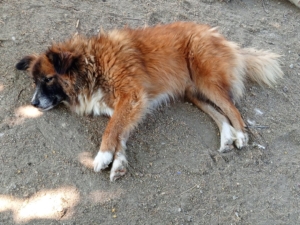 Foxy Zorro Dogsavior Okt25 4