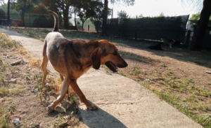 Goofy Zorro Dogsavior Aug25 3