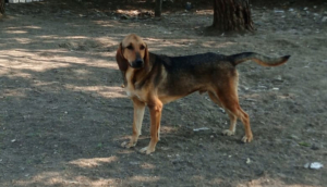 Goofy Zorro Dogsavior Aug25 5