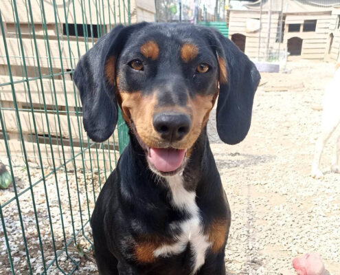 Kiara Zorro Dogsavior Jan25 Beitragsbild