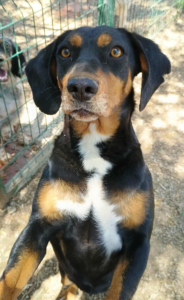 Kiara Zorro Dogsavior Jul25 1