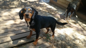 Kiara Zorro Dogsavior Jul25 2