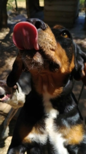 Kiara Zorro Dogsavior Jul25 3