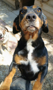 Kiara Zorro Dogsavior Jul25 4