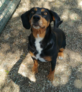 Kiara Zorro Dogsavior Jul25 5