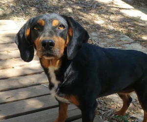 Kiara Zorro Dogsavior Jul25 Beitragsbild