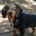 Kiara Zorro Dogsavior Jul25 Beitragsbild