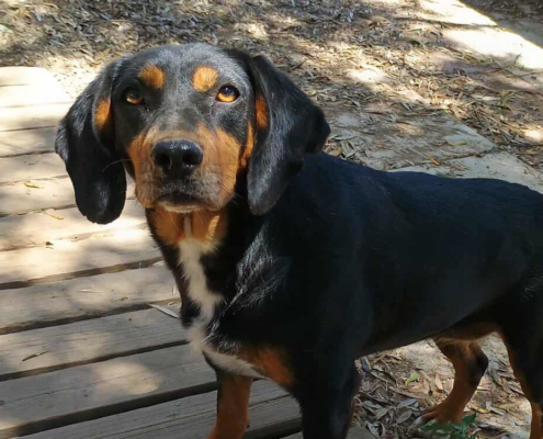 Kiara Zorro Dogsavior Jul25 Beitragsbild
