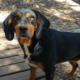 Kiara Zorro Dogsavior Jul25 Beitragsbild
