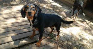 Kiara Zorro Dogsavior Jul25 Social Media