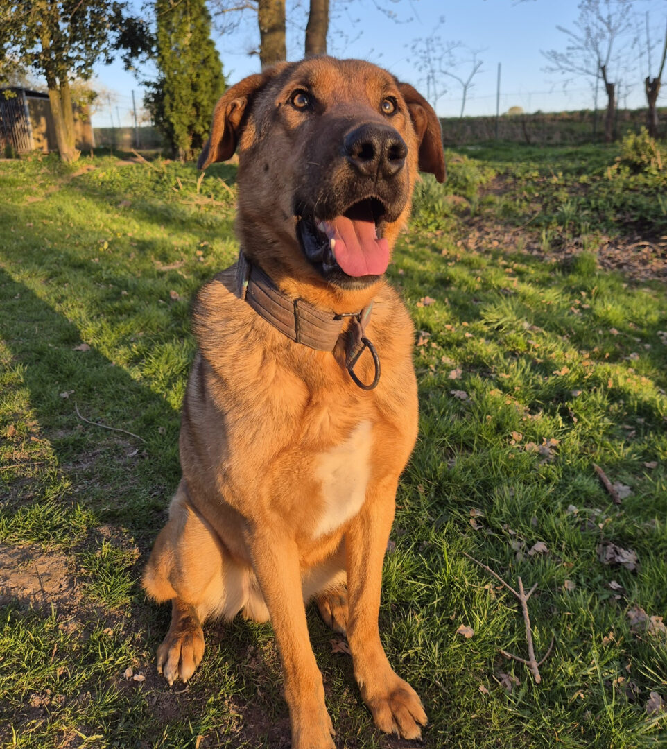 Legend Zorro Dogsavior Apr25 1