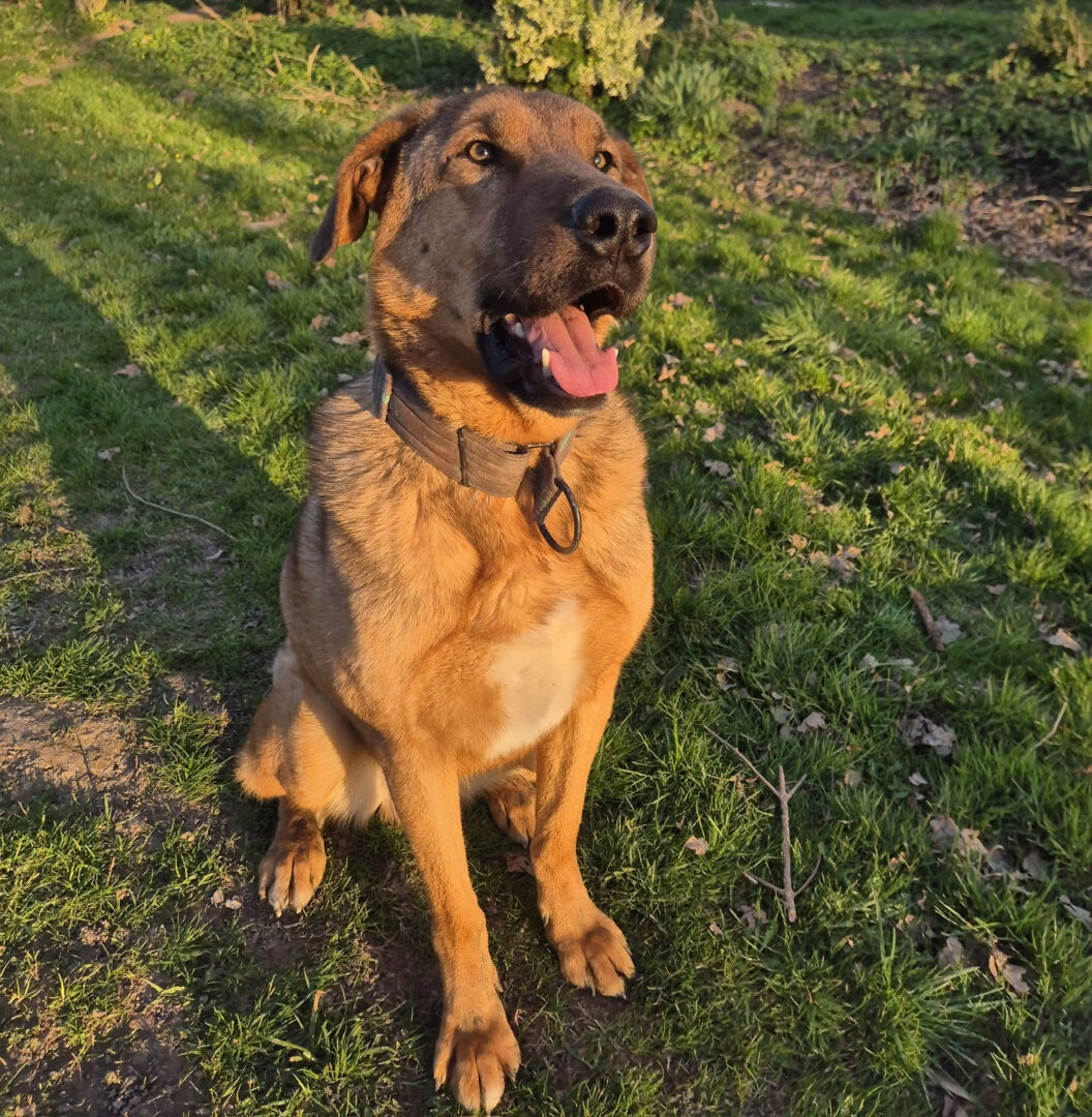 Legend Zorro Dogsavior Apr25 2