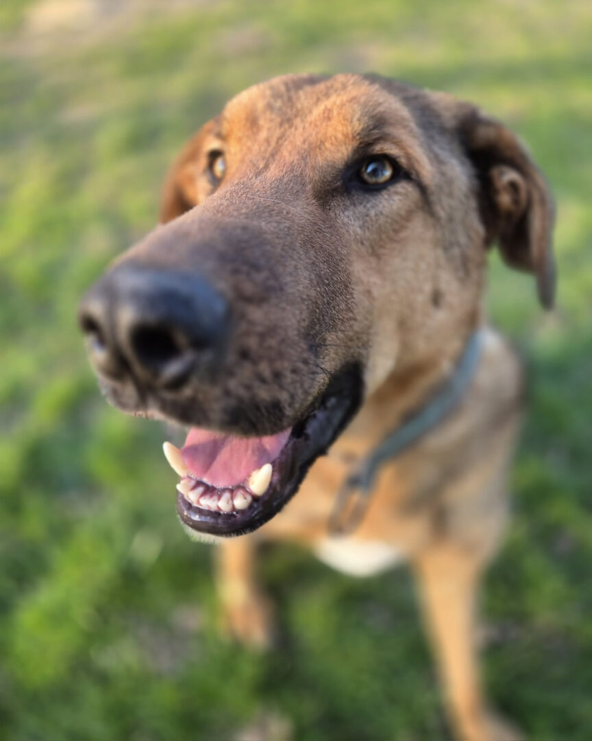 Legend Zorro Dogsavior Apr25 3