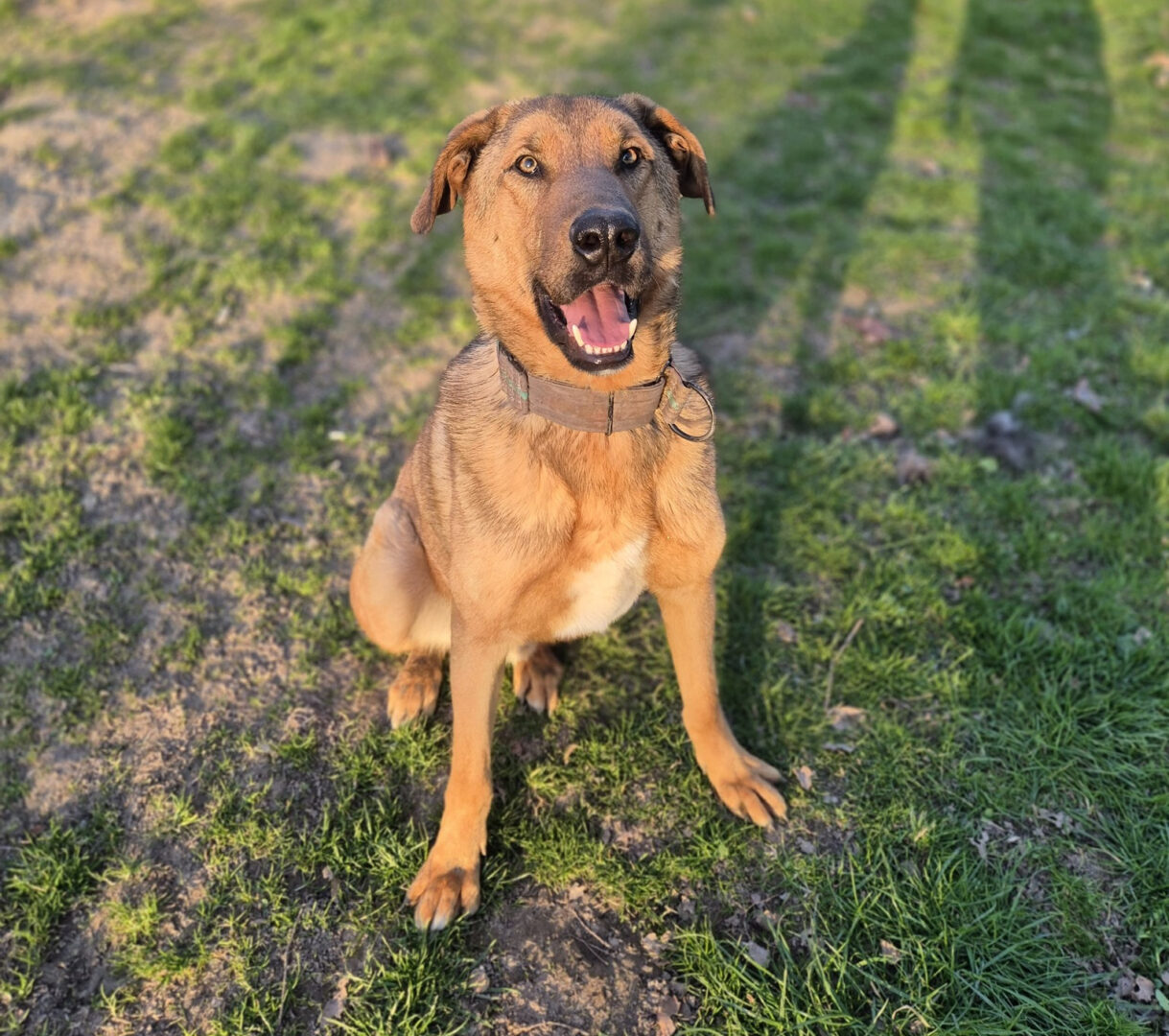 Legend Zorro Dogsavior Apr25 4