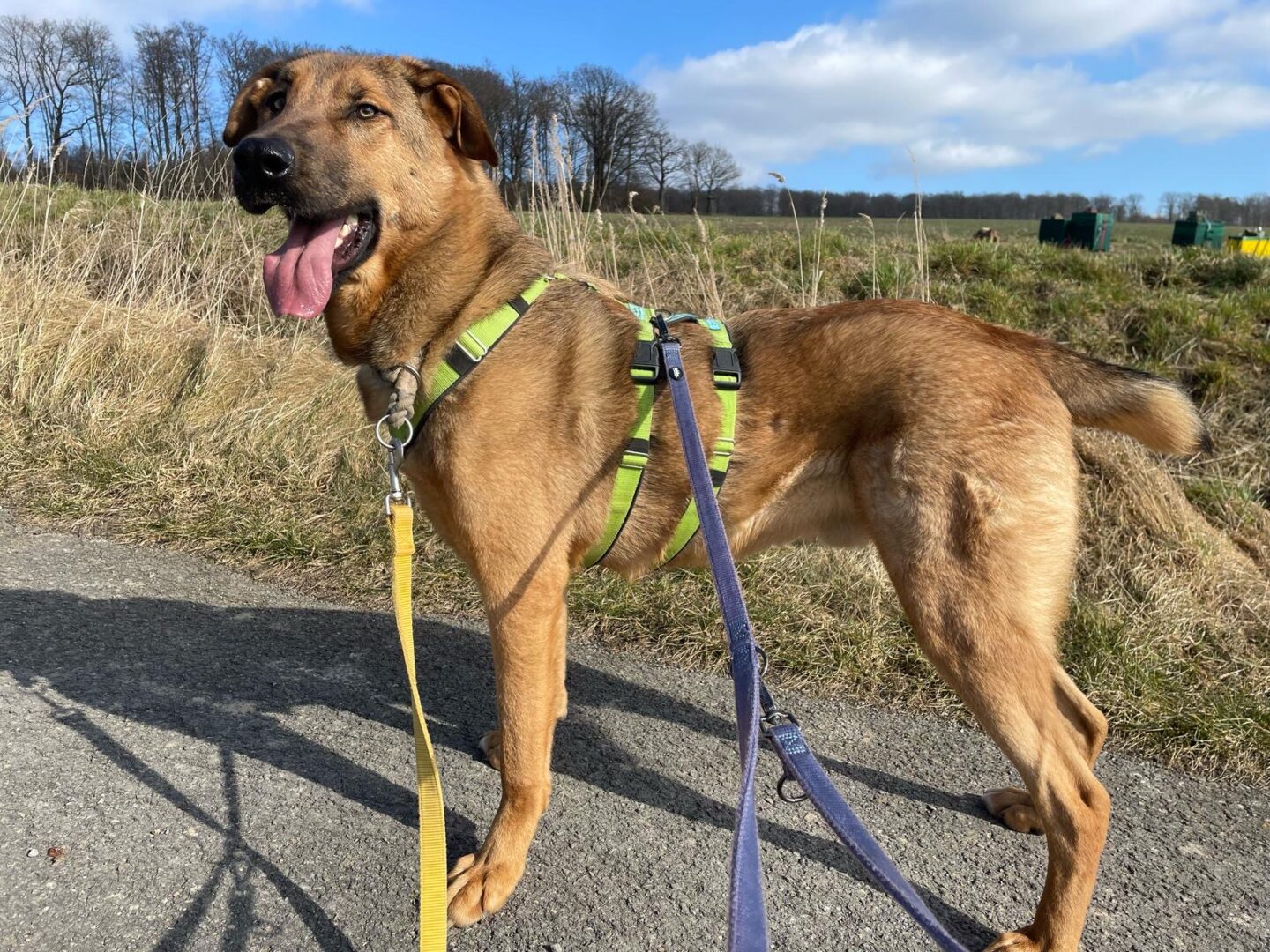Legend Zorro Dogsavior Apr25 6