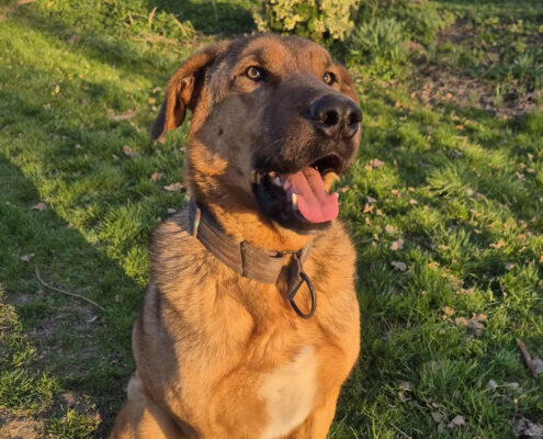 Legend Zorro Dogsavior Apr25 Beitragsbild