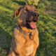 Legend Zorro Dogsavior Apr25 Beitragsbild