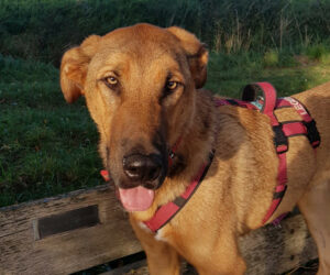 Legend Zorro Dogsavior Jan25 Beitragsbild