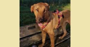 Legend Zorro Dogsavior Jan25 Social Media