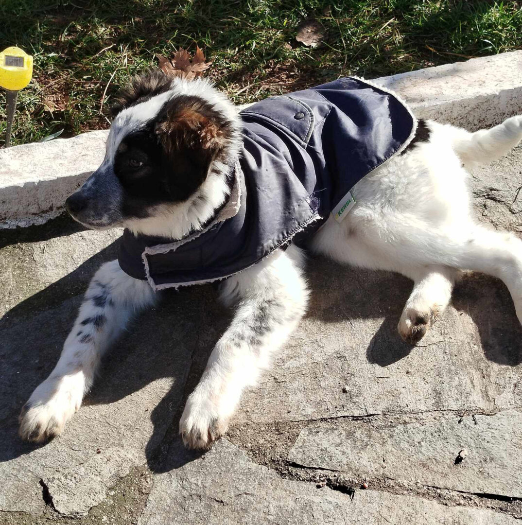 Livy Zorro Dogsavior Feb25 2