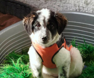 Livy Zorro Dogsavior Jan25 Beitragsbild