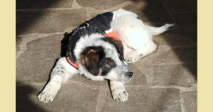 Livy Zorro Dogsavior Jan25 Social Media