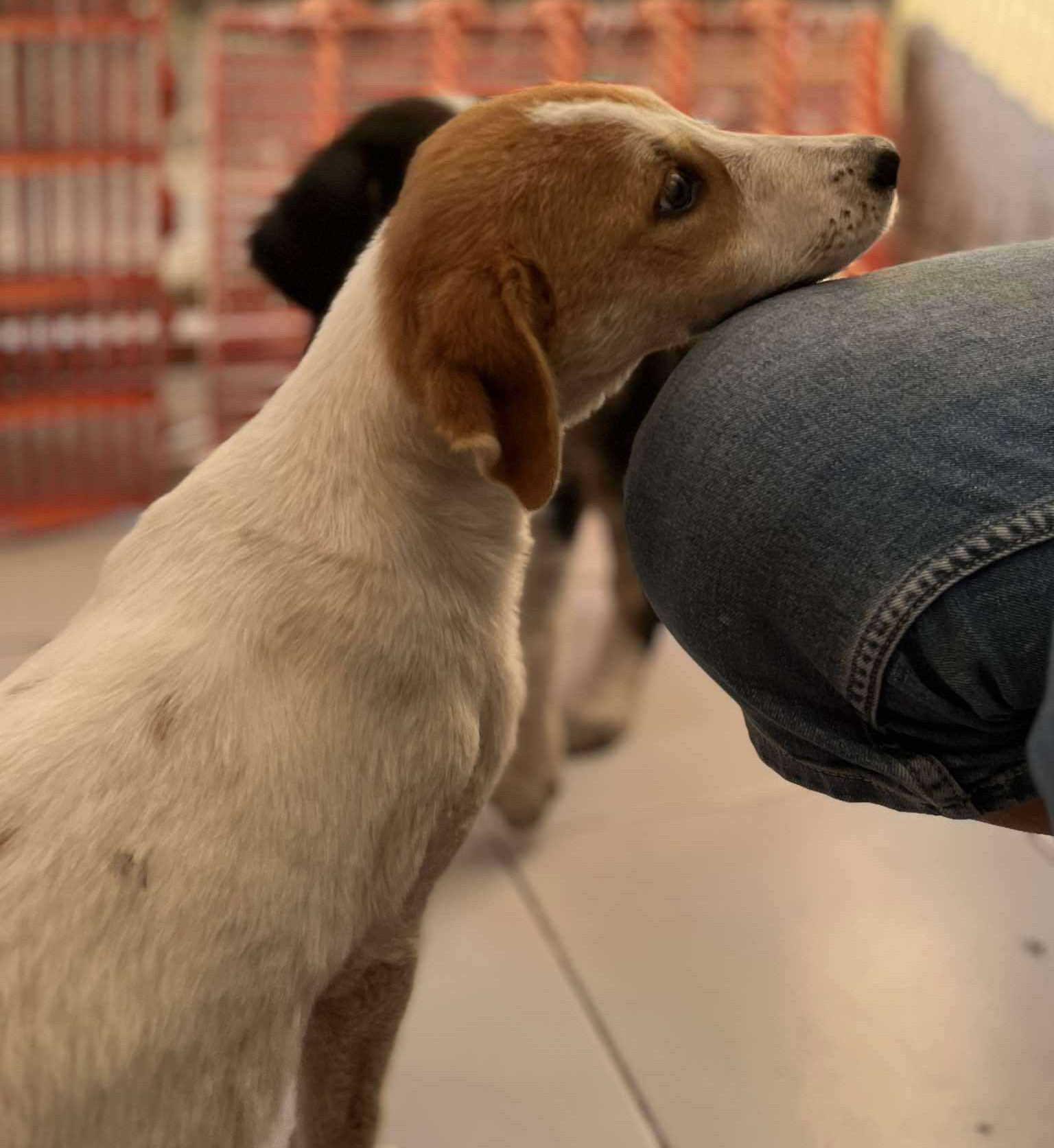 Lorie Zorro Dogsavior 2024 2